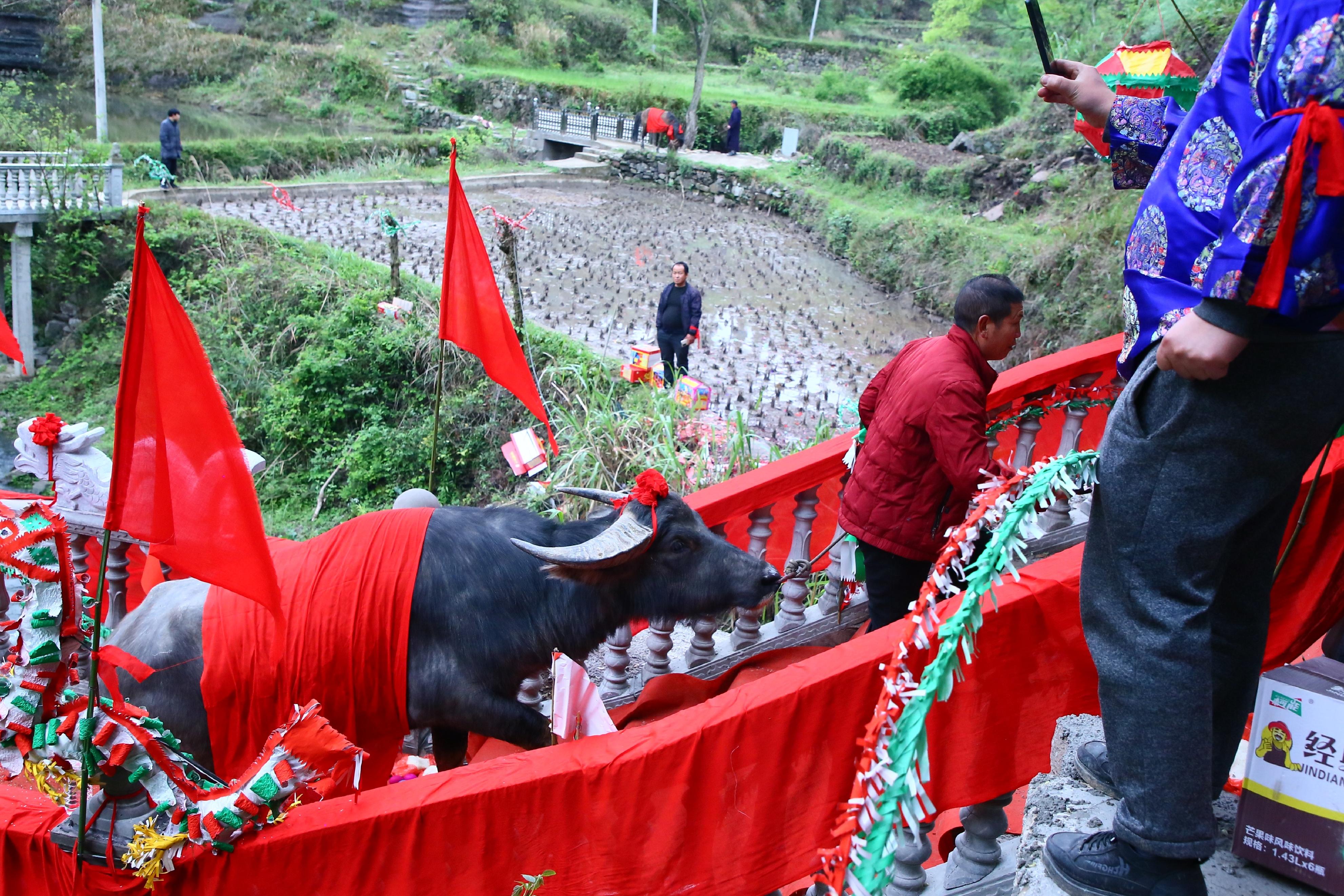 几百年都难见一次，贵州这个国家级传统村落举行牵牛拉马祭桥仪式 亻革家头条 第11张